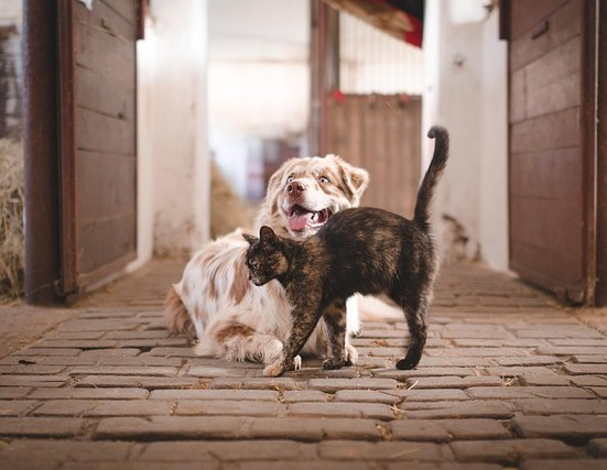куче и котка