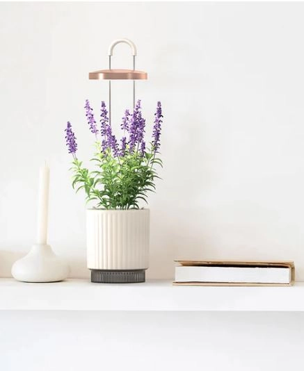 рафт със саксия с лавандула