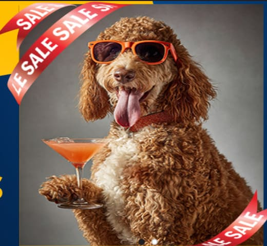 pudel sas slanchevi ochila i kokteil v raka